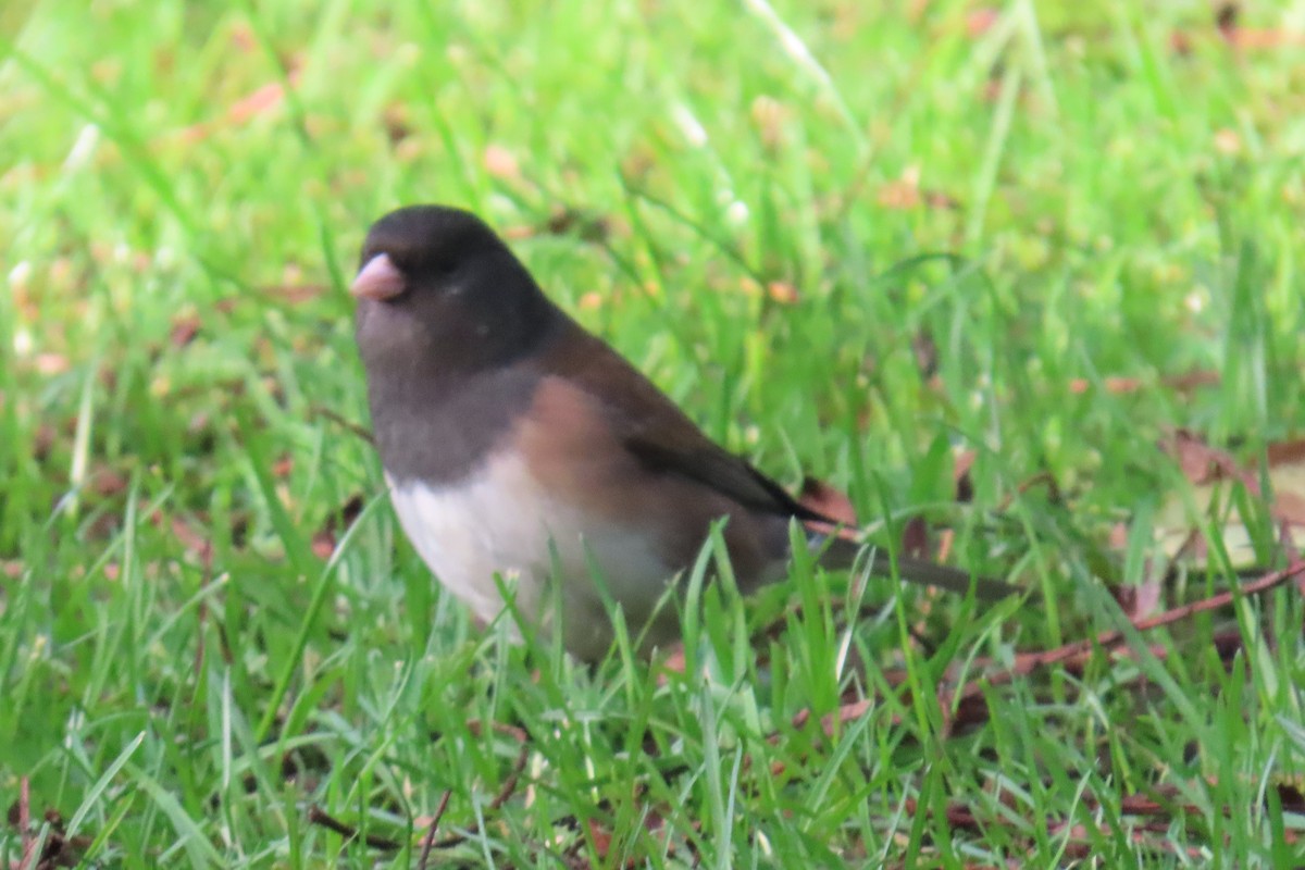 ユキヒメドリ - ML646020569