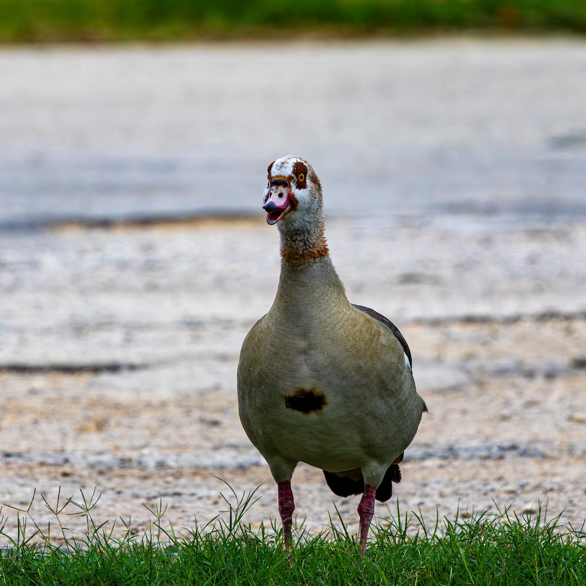 エジプトガン - ML646020570