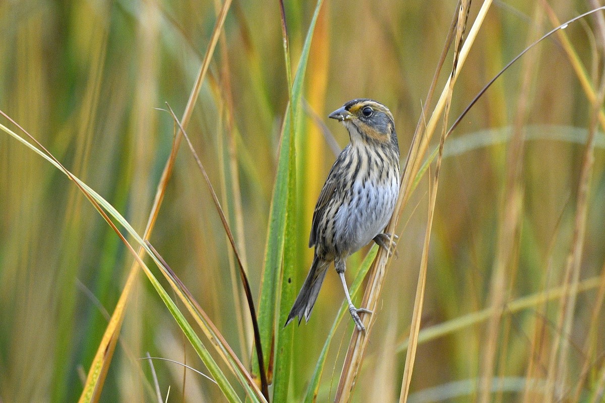トゲオヒメドリ - ML646020571