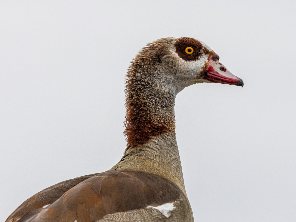 エジプトガン - ML646020572