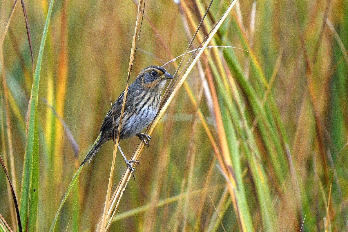 トゲオヒメドリ - ML646020573