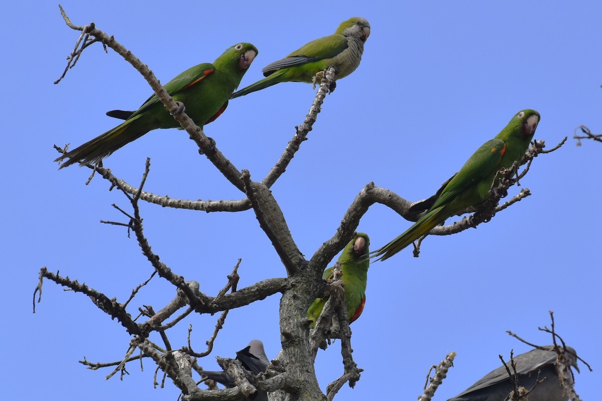 メジロメキシコインコ - ML646020574