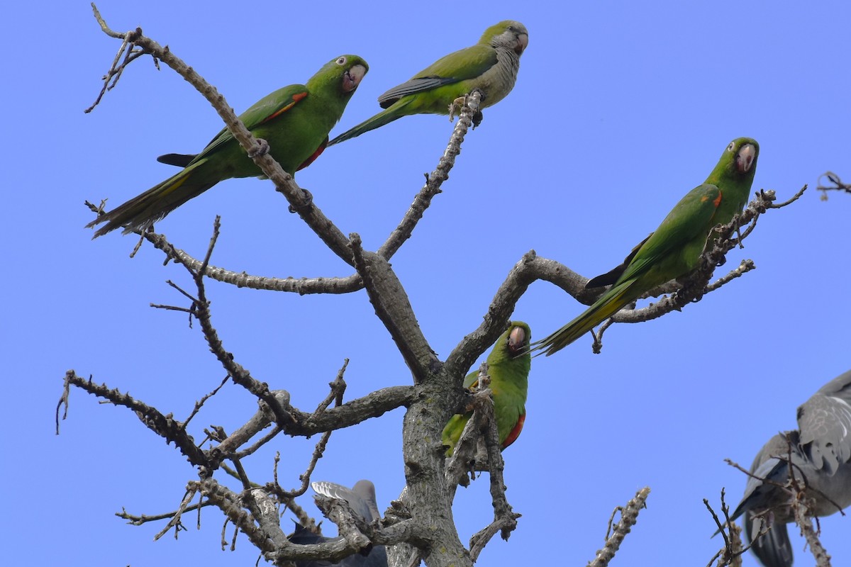 メジロメキシコインコ - ML646020575