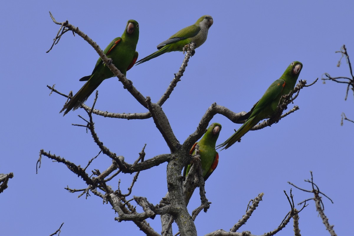 メジロメキシコインコ - ML646020576