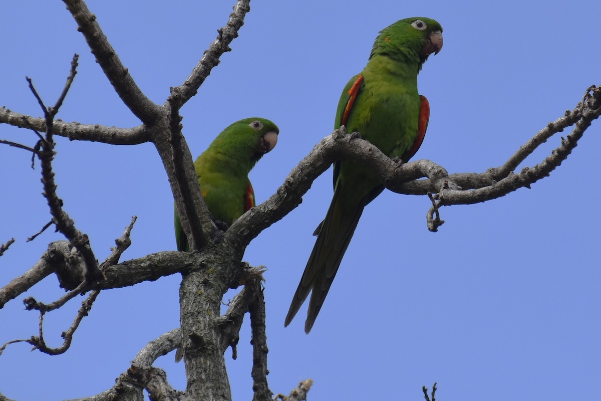 メジロメキシコインコ - ML646020577