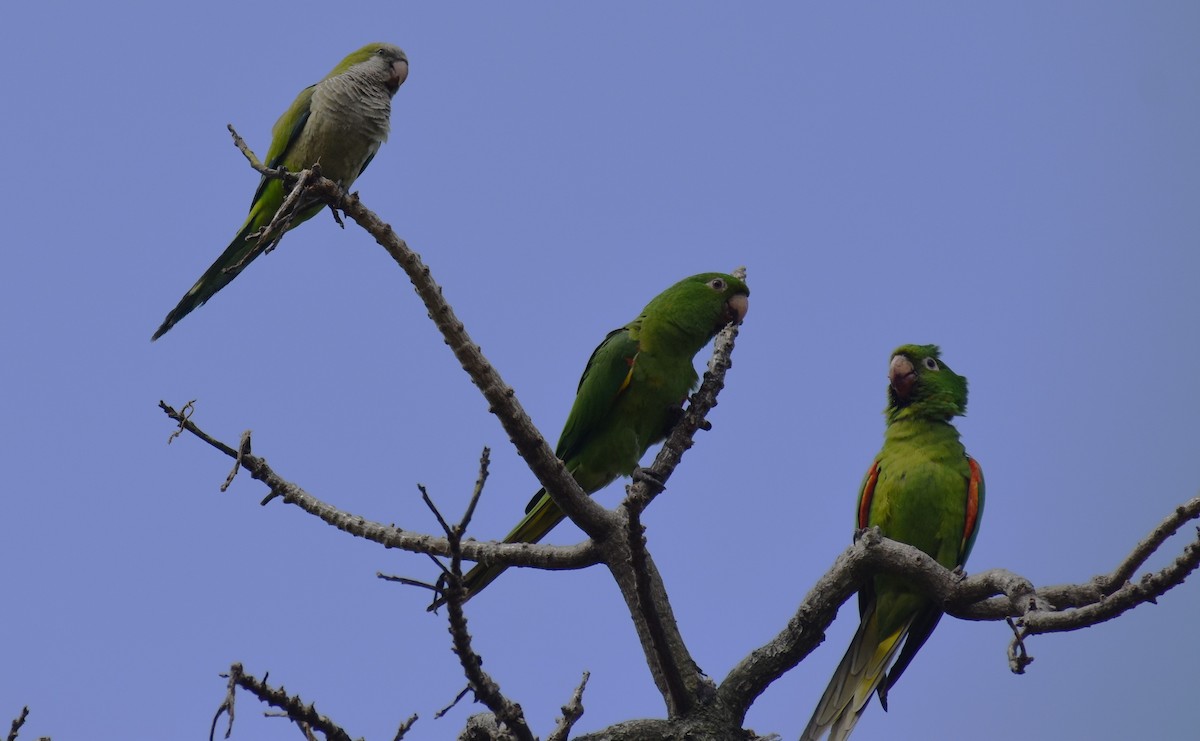 メジロメキシコインコ - ML646020578