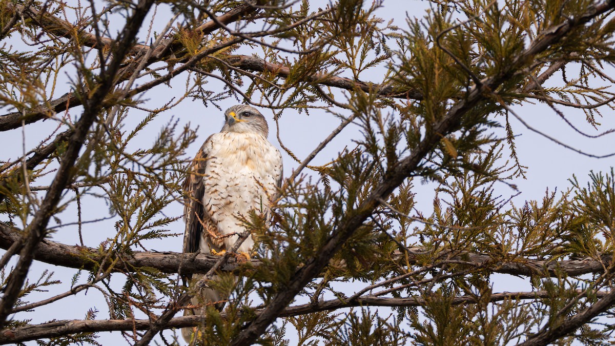 アカケアシノスリ - ML646020579