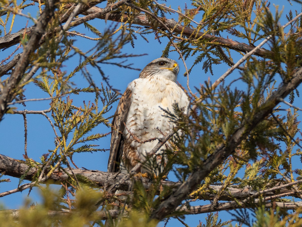 アカケアシノスリ - ML646020580