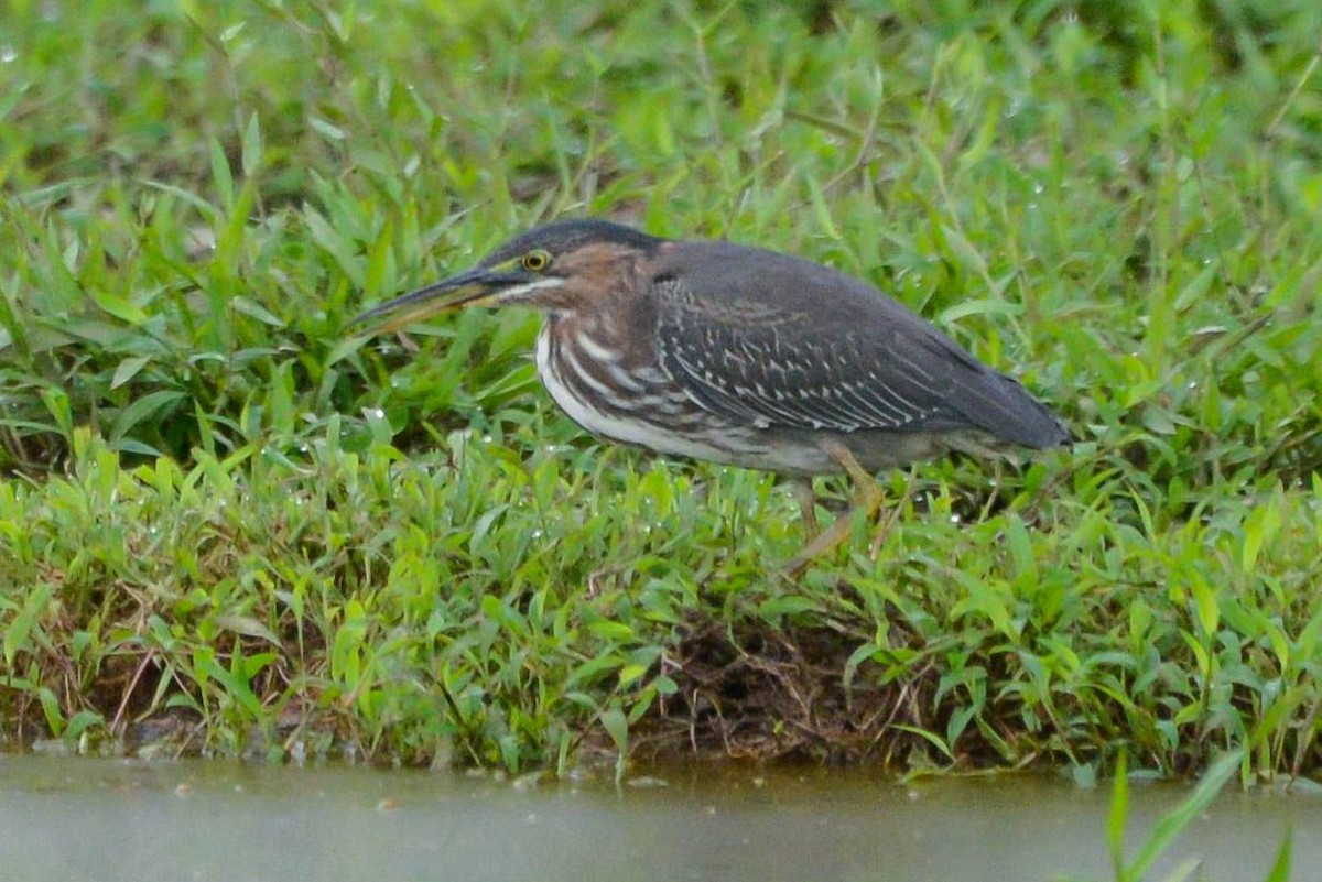 アメリカササゴイ - ML646020582