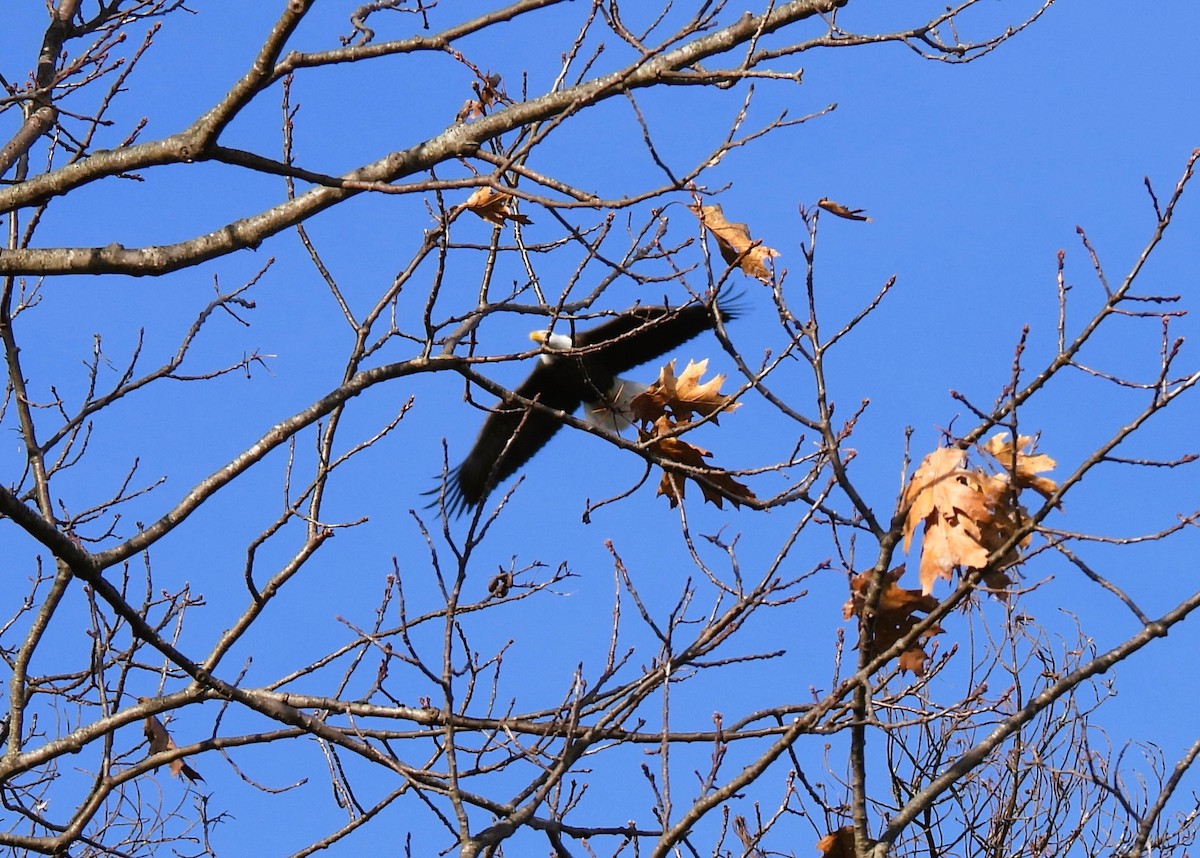 ハクトウワシ - ML646020583