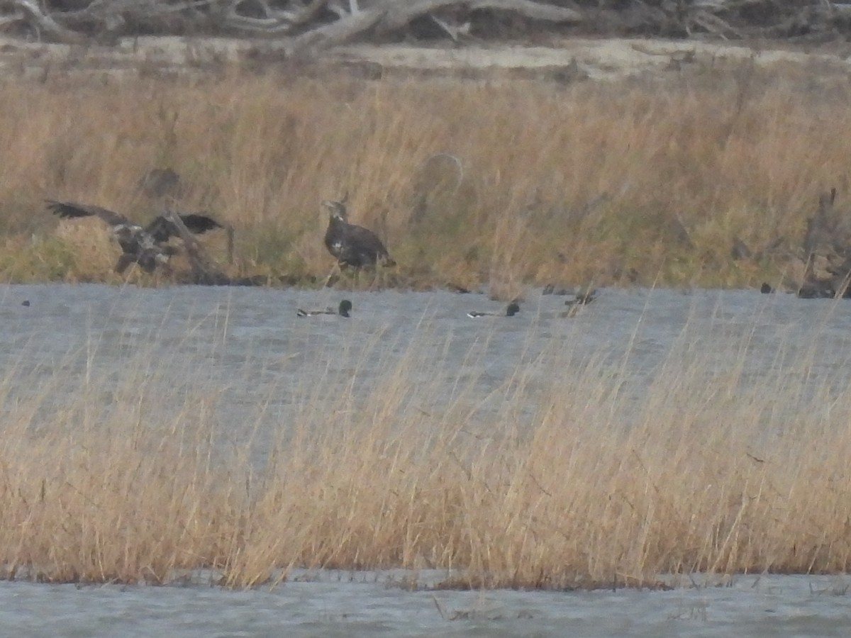 ハクトウワシ - ML646020584