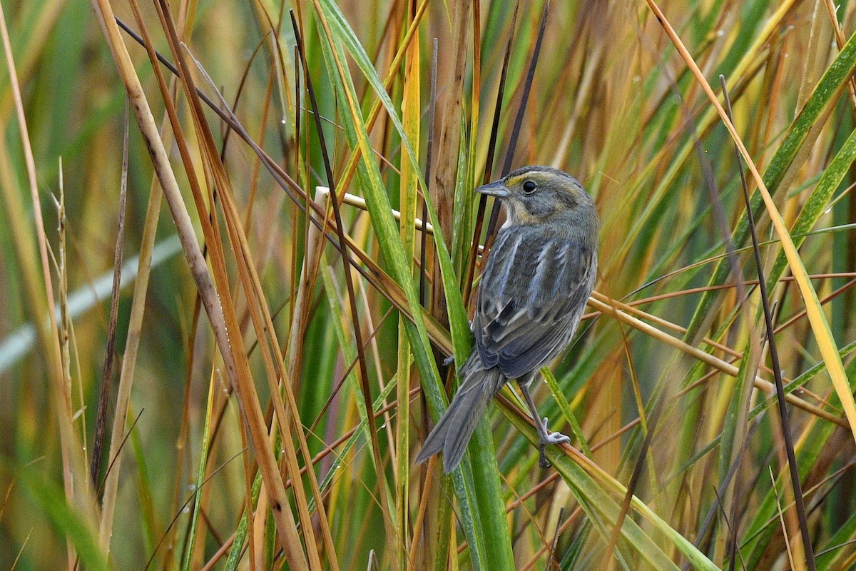 ネルソントゲオヒメドリ（subvirgata） - ML646020586