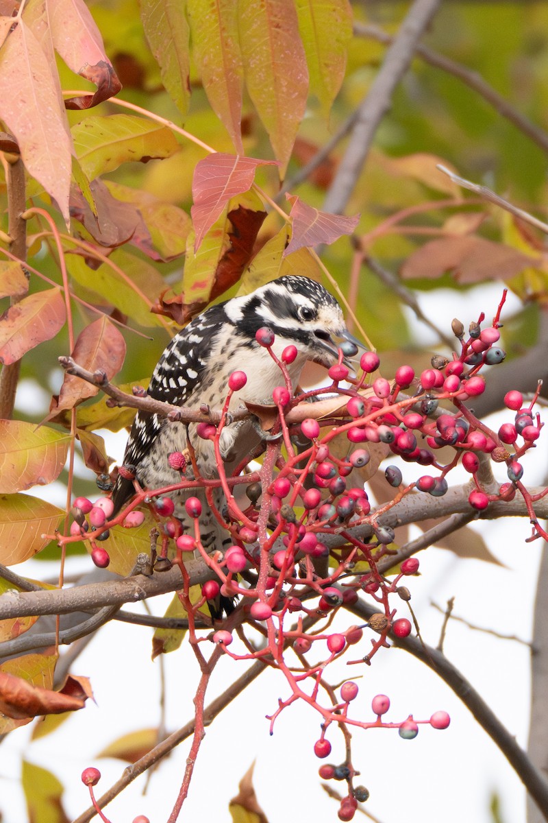 シロハラシマアカゲラ - ML646020587