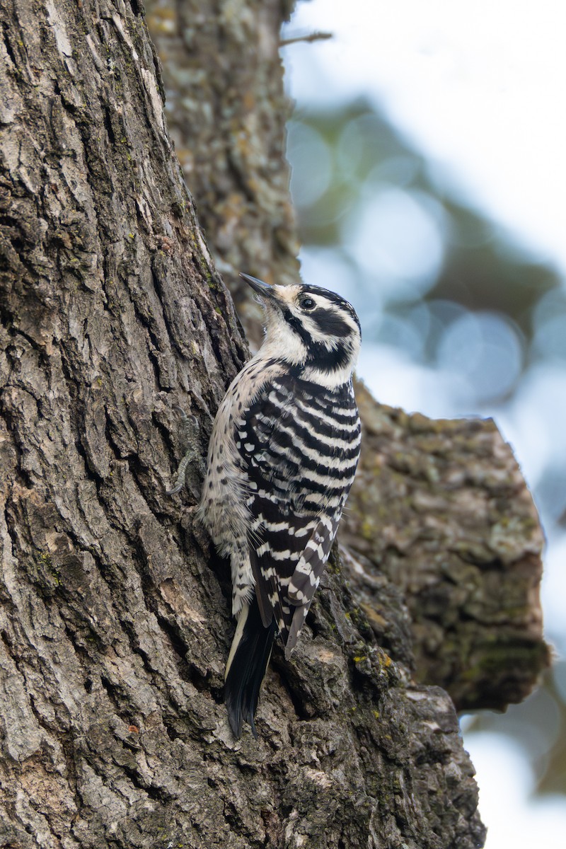 シロハラシマアカゲラ - ML646020588