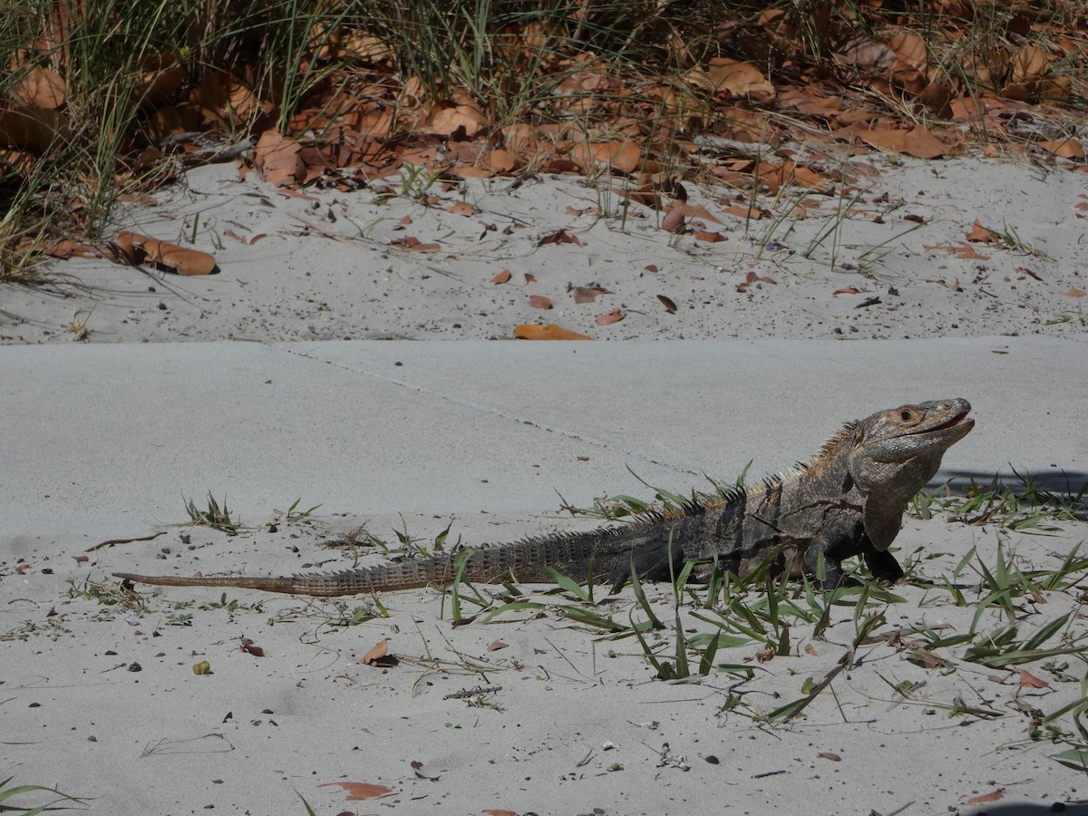 Reptiles - ML646020591