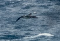 オニミズナギドリ／チチュウカイオニミズナギドリ - ML646020592