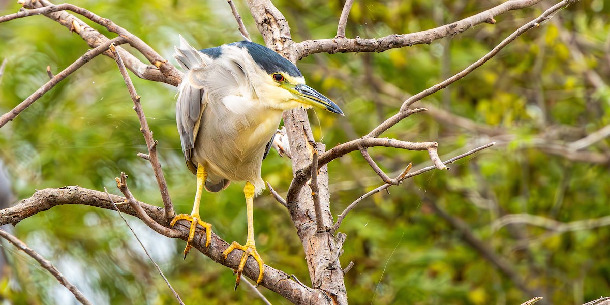 ゴイサギ - ML646020594