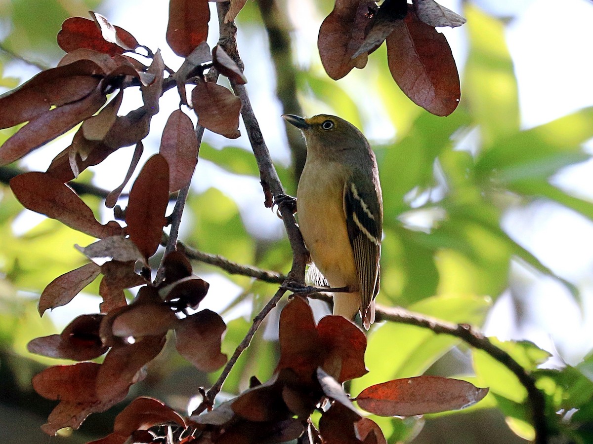 メジロモズモドキ - ML646020595