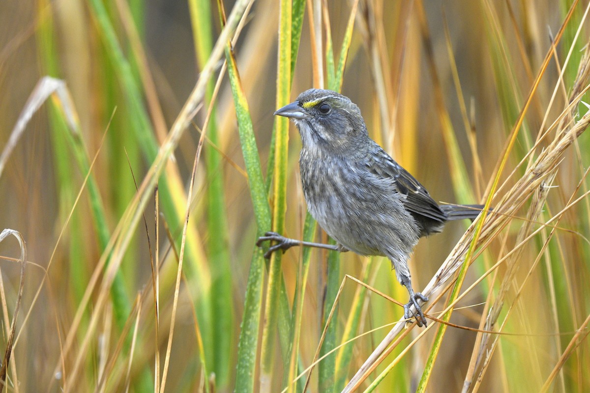 ハマヒメドリ（maritima／macgillivraii） - ML646020597