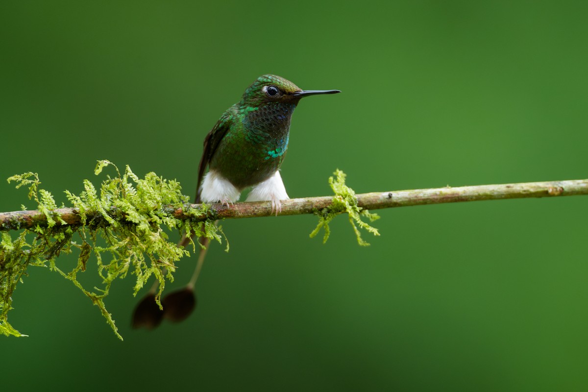 White-booted Racket-tail - ML646020598