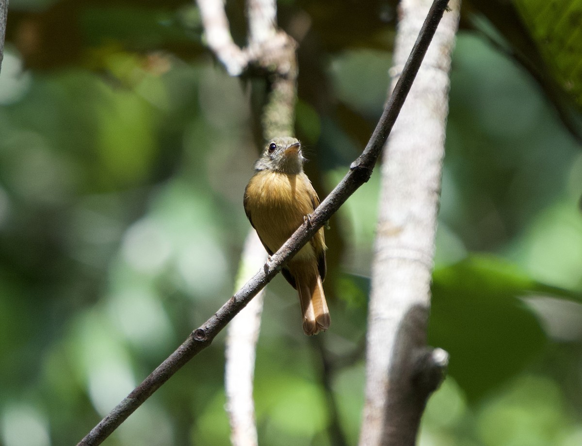 Ruddy-tailed Flycatcher - ML646020605