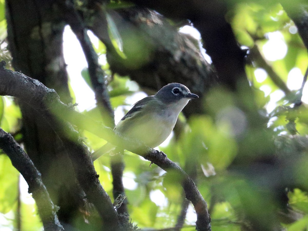 Blue-headed Vireo - ML646020606