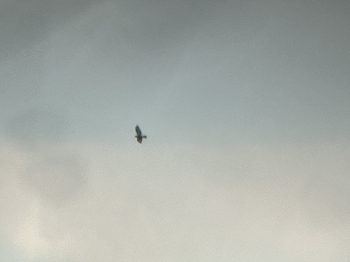 Rough-legged Hawk - ML646020607