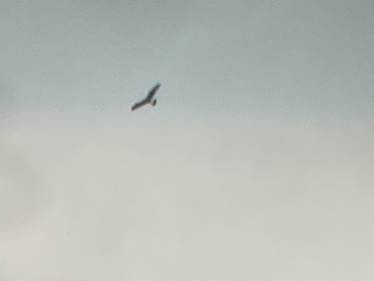 Rough-legged Hawk - ML646020608