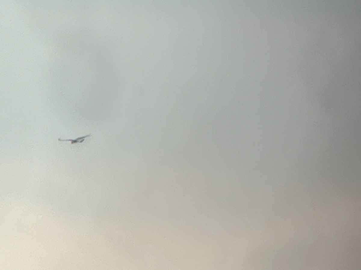 Rough-legged Hawk - ML646020609