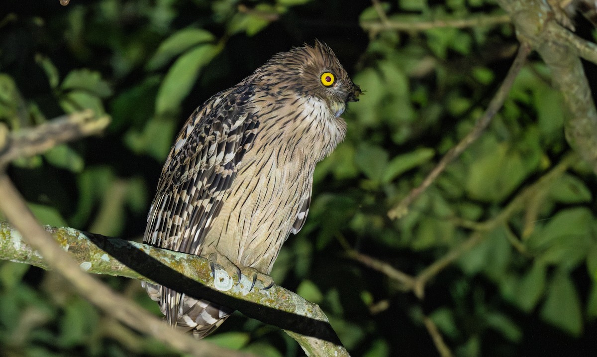 Búho Pescador de Sri Lanka - ML646020613