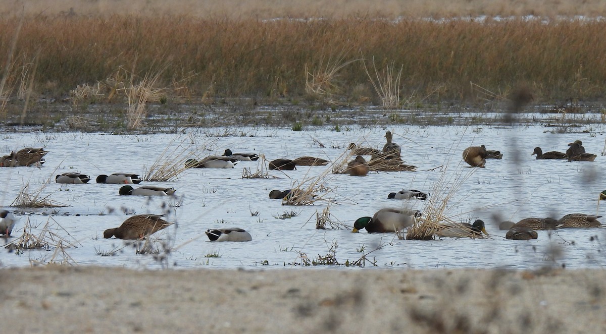 Basahatea - ML646020615