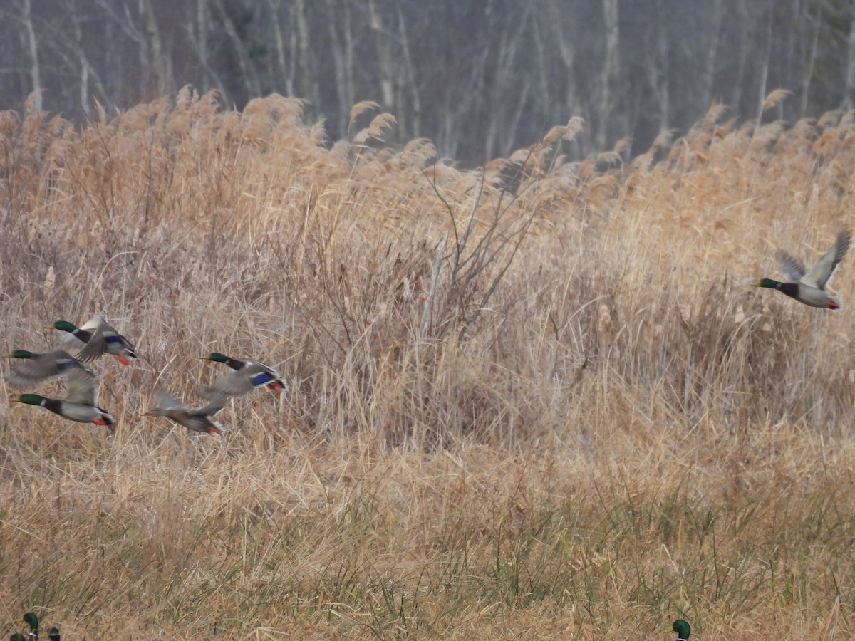 Basahatea - ML646020616