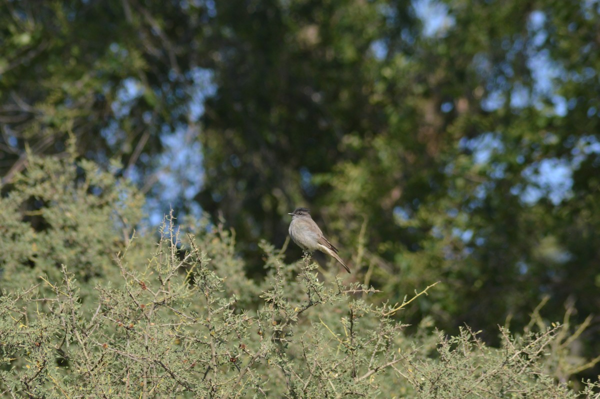 Crowned Slaty Flycatcher - ML646020620