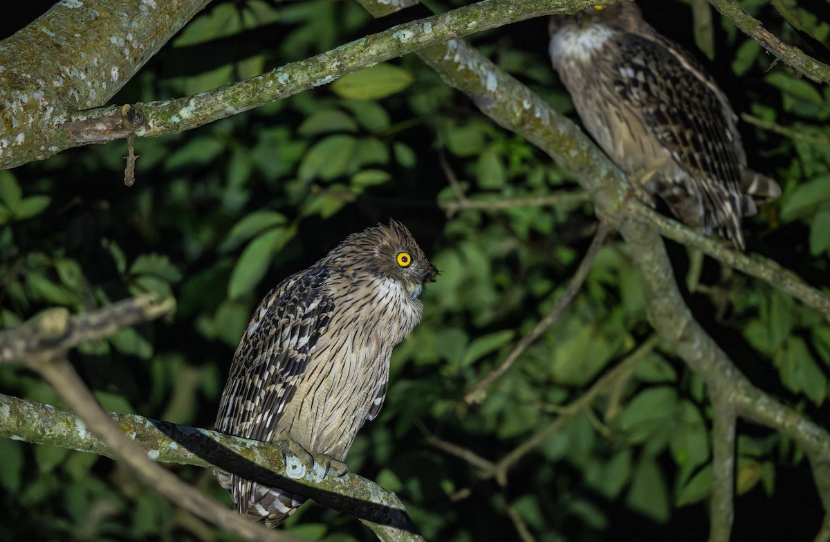 Búho Pescador de Sri Lanka - ML646020626