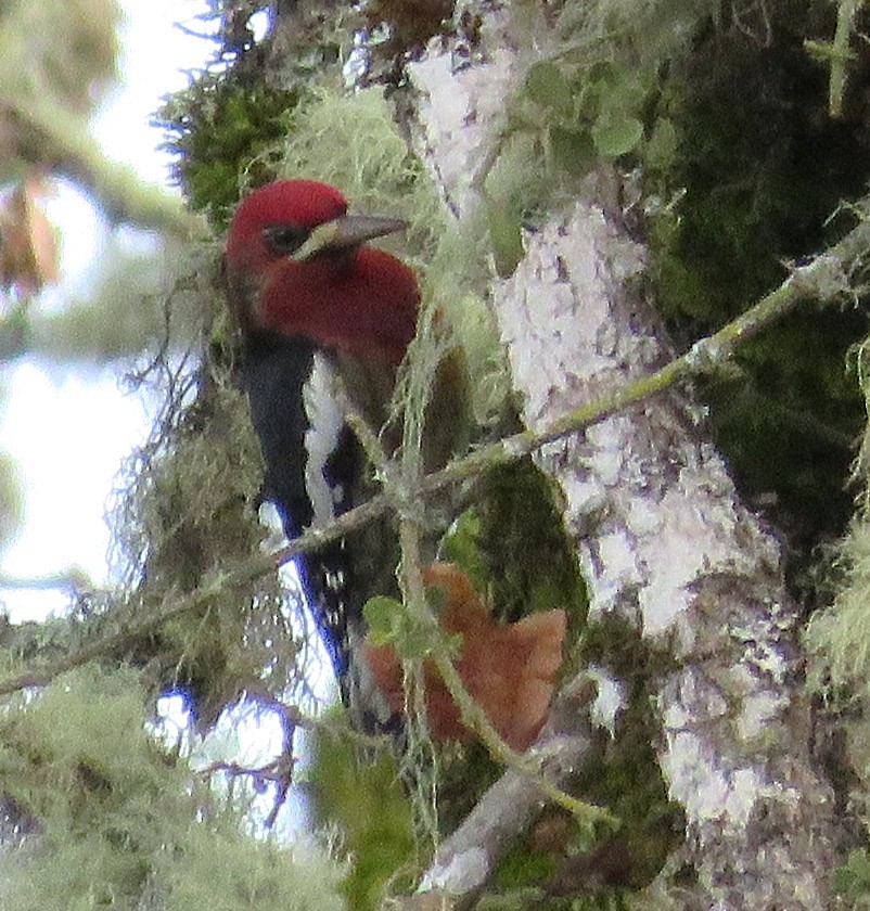 Red-breasted Sapsucker - ML646020627