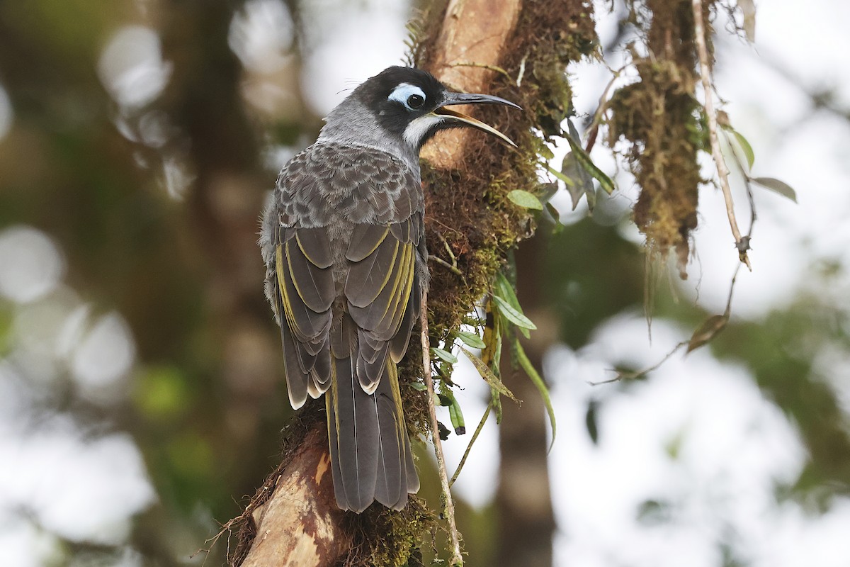 Belford's Melidectes - ML646020628