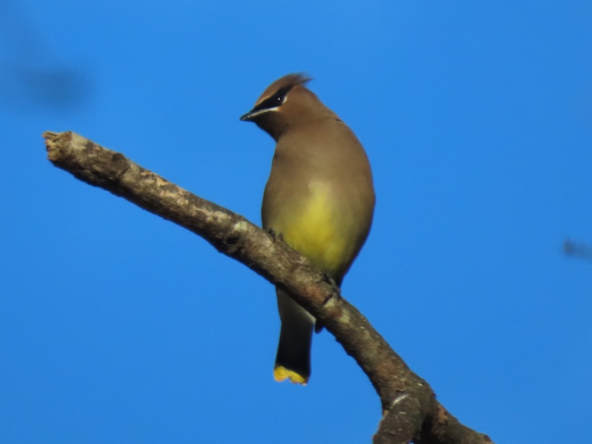 Cedar Waxwing - ML646020629