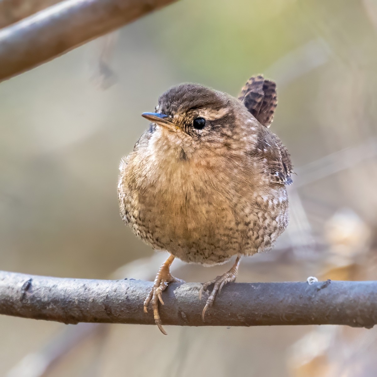 Winter Wren - ML646020630