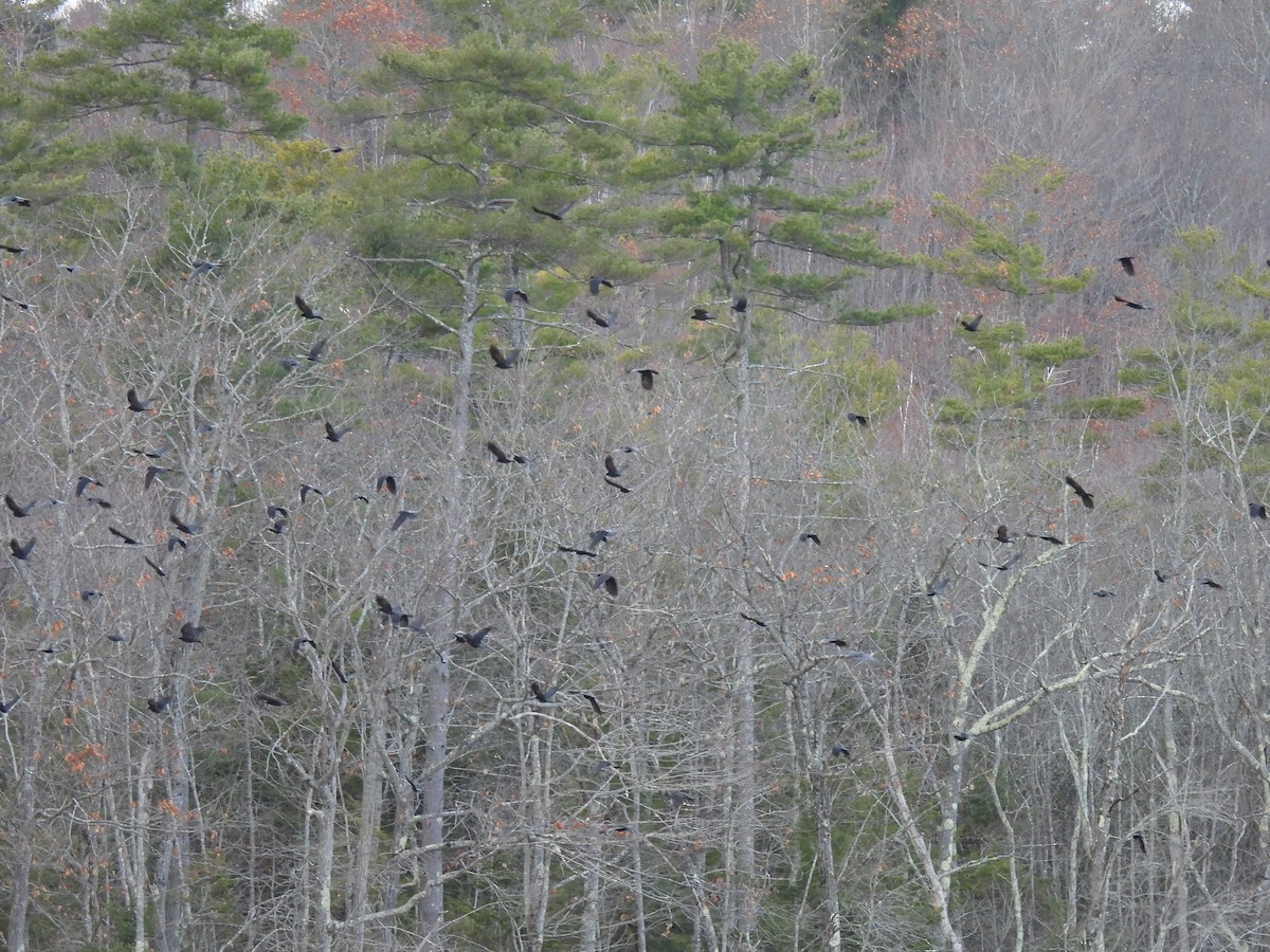 amerikakråke - ML646020644