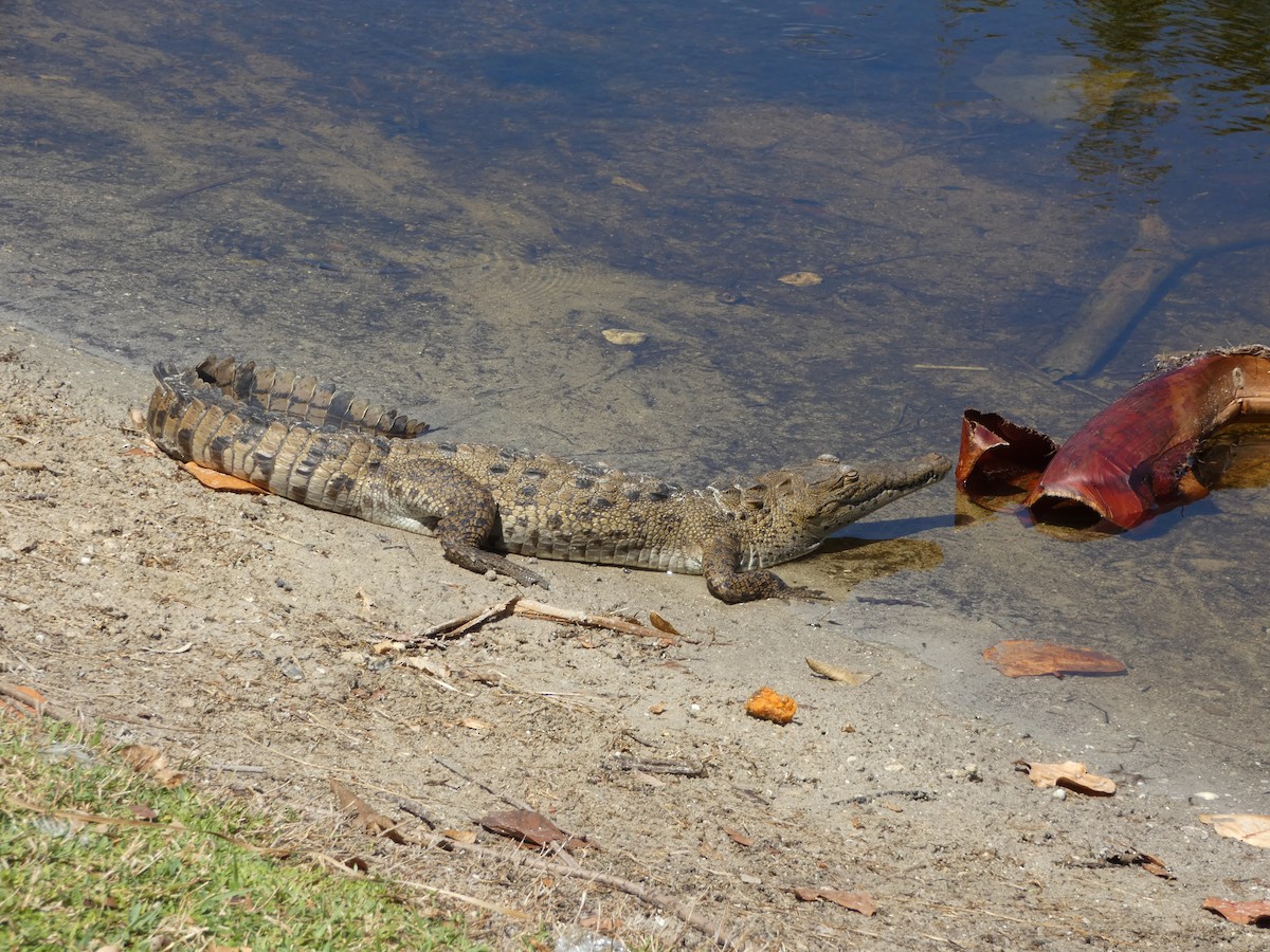 American Alligator - ML646020647
