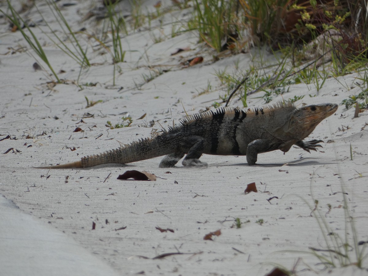 Reptiles - ML646020648