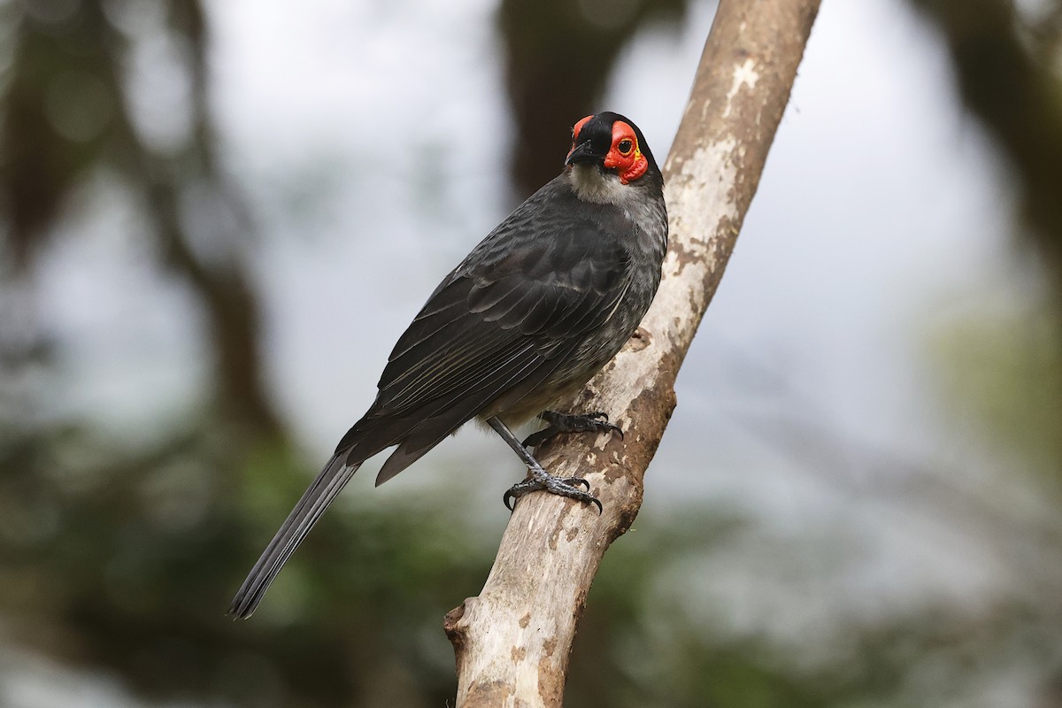 Kül Rengi Balkuşu - ML646020649