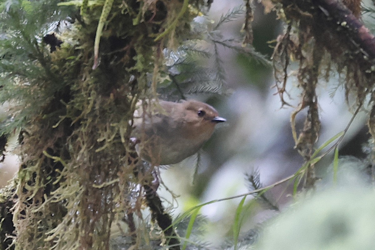 Large Scrubwren - ML646020672