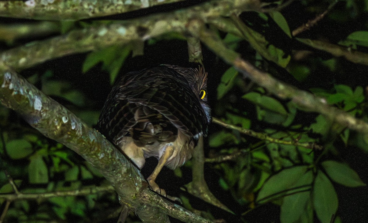 Búho Pescador de Sri Lanka - ML646020673