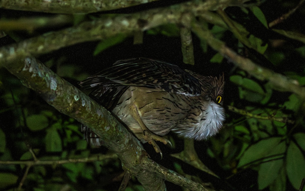 Búho Pescador de Sri Lanka - ML646020674