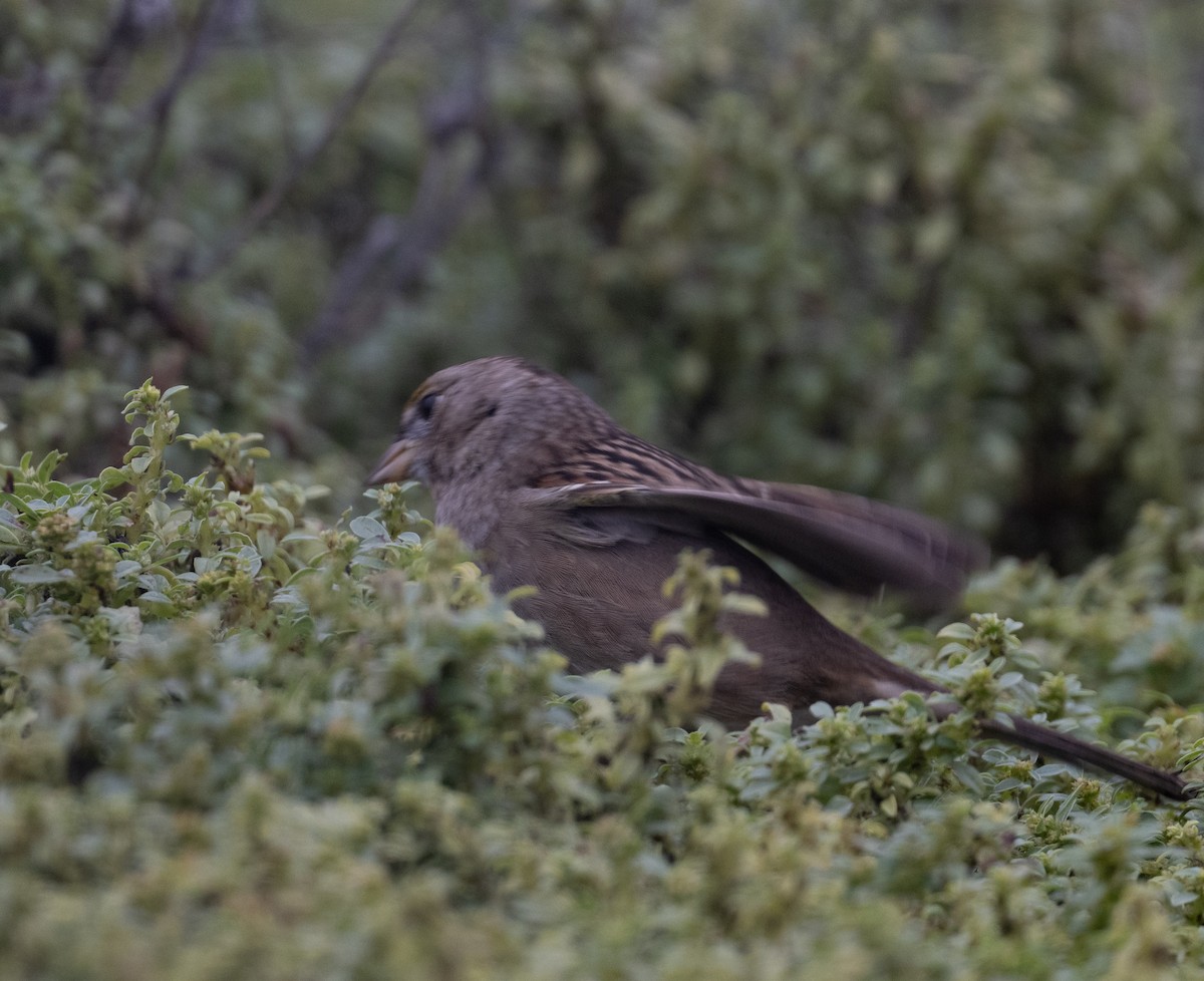 White-crowned Sparrow - ML646020675