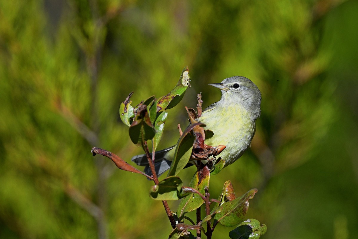 Orange-crowned Warbler - ML646020677