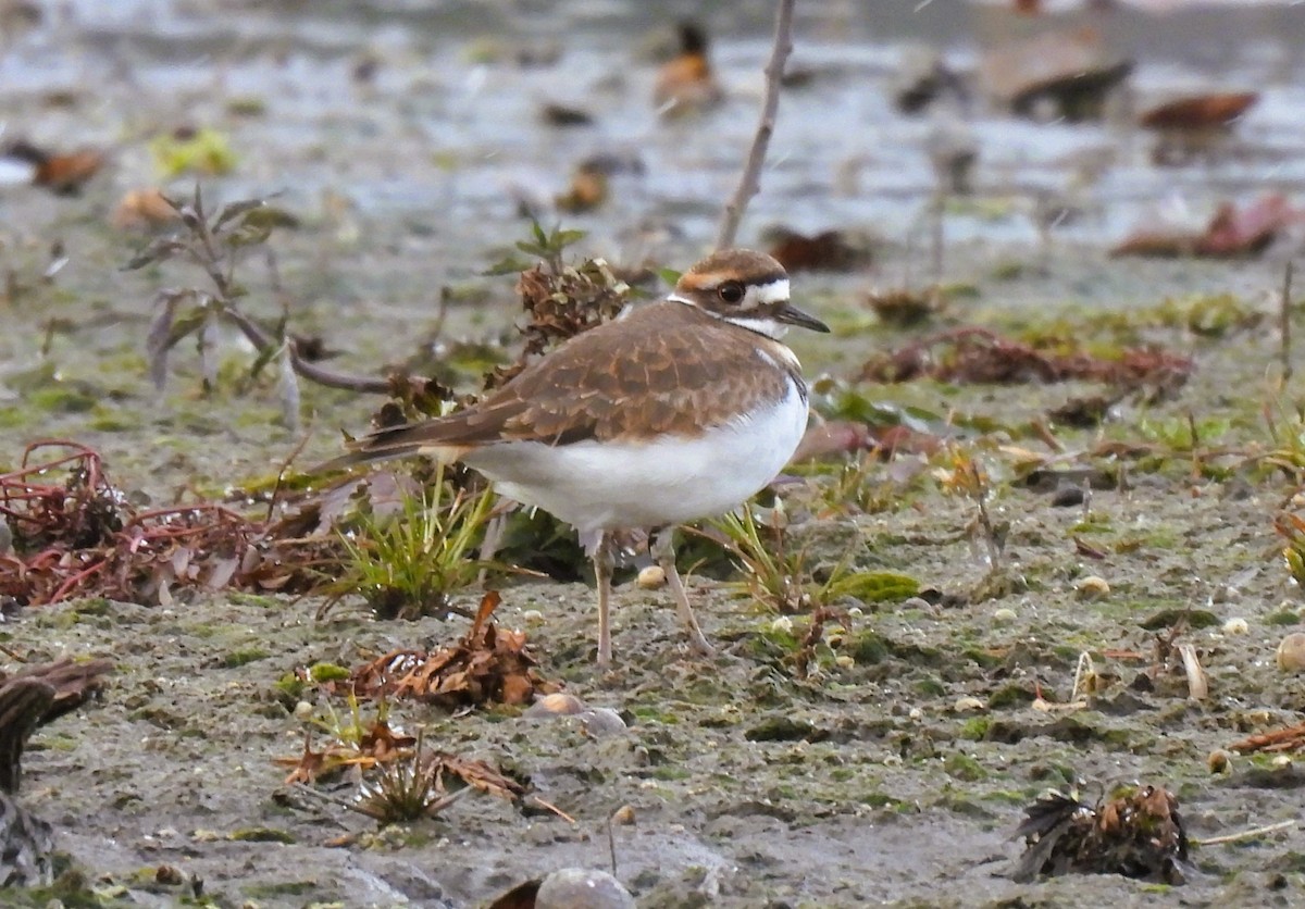 Killdeer - ML646020680