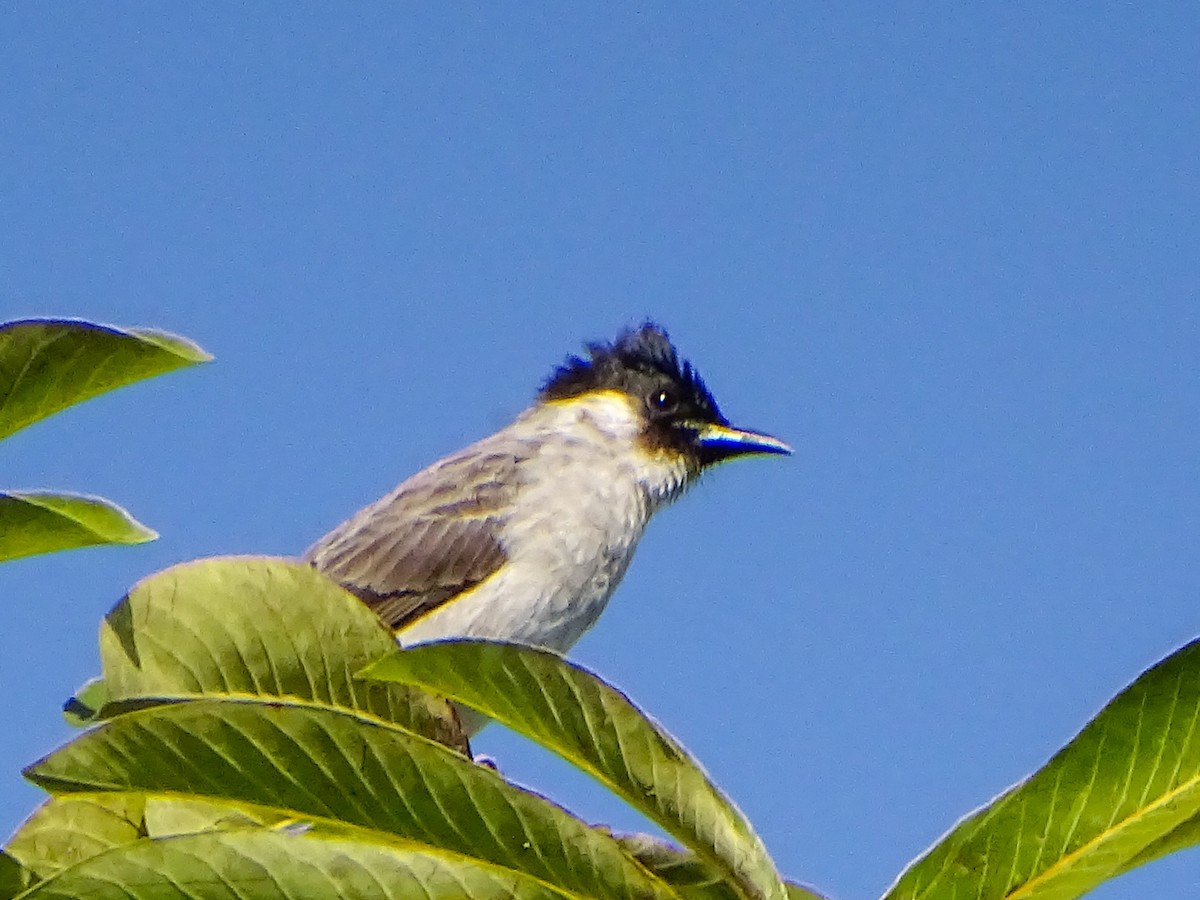 Sooty-headed Bulbul - ML646020681