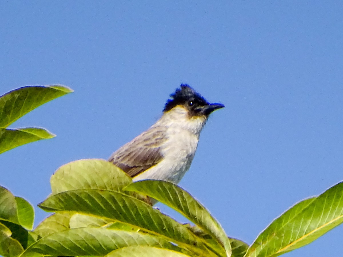 Sooty-headed Bulbul - ML646020682